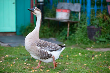 Obraz premium Beautiful goose walking on green grass