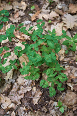 Euphorbia dulcis