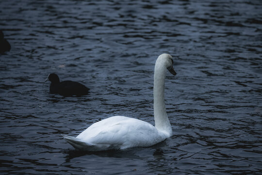 Picture of swan taken in UK park