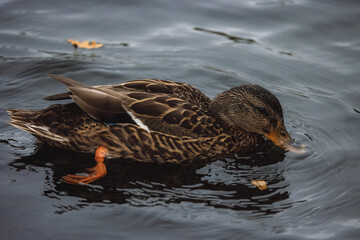 Mallard Duck swims in a lake