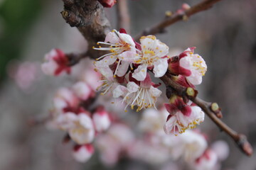 spring flowers on trees