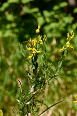 Genista germanica
 
