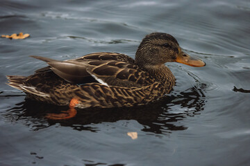 Mallard Duck swims in a lake