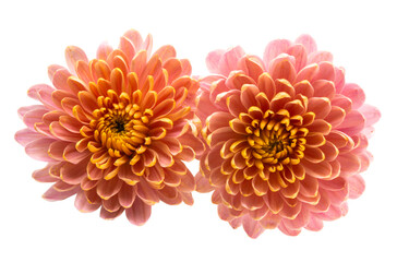 beautiful chrysanthemum flower isolated