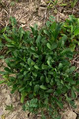 Leucanthemum vulgare 