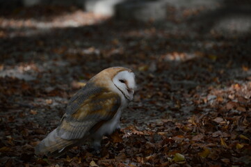 Owl