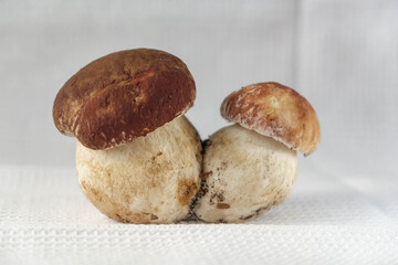 Boletus edulis (king bolete) isolated on a white waffle cotton towel. Copy space. 