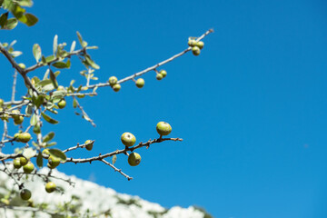 Branch of a tree with green seeds on it and blue sky at the background.