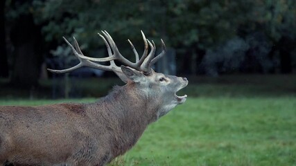 A Stag Red Deer in rutting season howling in slow motion