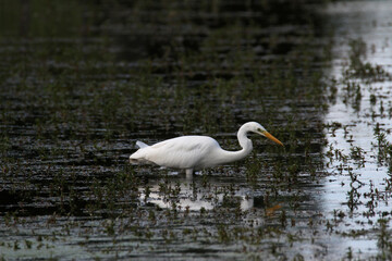 A great White Egret in the water
