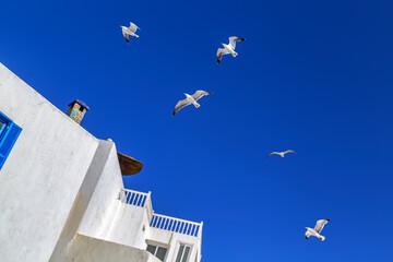 White house,deep blue sky and the fluttering seagulls above the roofs,this is one of typical lovely...