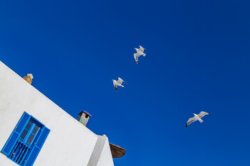 White house,deep blue sky and the fluttering seagulls above the roofs,this is one of typical lovely...