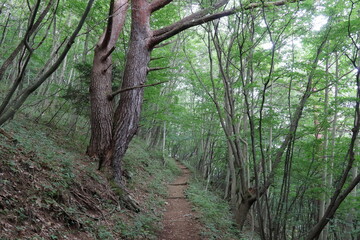巨木がある登山道