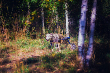 A dog in a wheelchair walks in the fall