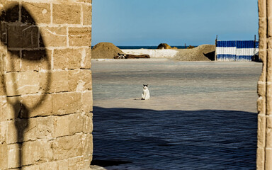 Sunbathing street cat at the harbor of Essaouira,Morocco. 