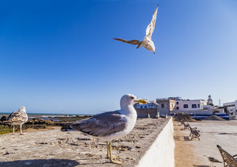 The old town of Essaouira surrounded by the wall of the fortress,and the fluttering seagulls around it. This beautiful town is an UNESCO world heritage site in Morocco,North Africa