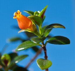 Hypocyrta or Nematanthus. Beautiful flower close up 
