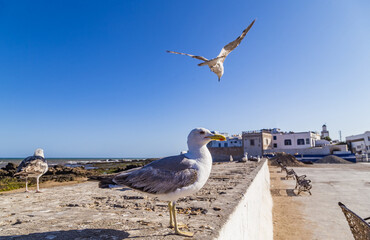 The old town of Essaouira surrounded by the wall of the fortress,and the fluttering seagulls around it. This beautiful town is an UNESCO world heritage site in Morocco,North Africa