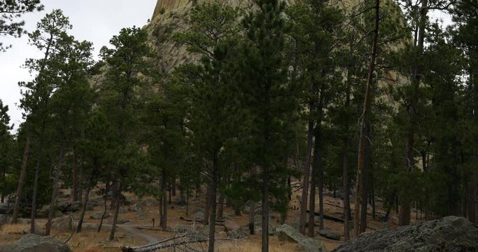 Devils Tower Wyoming mountain forest tilt 4K. 1,267 feet tall igneous rock tower in Black Hills of South Dakota and Wyoming. United States National Monument. Recreation, tourism, vacation.