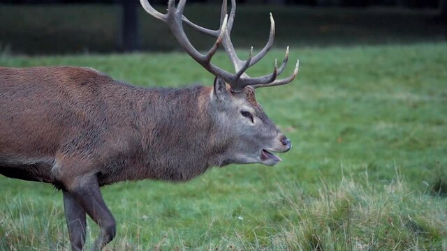 A Stag Red Deer in rutting season howling in slow motion