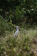 great white heron
