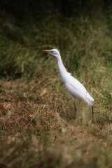 great white heron