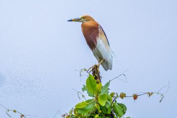 the great egret standing in branch