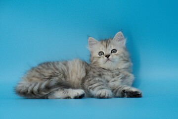 Kitten on a blue background
