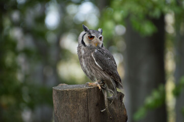 Owl