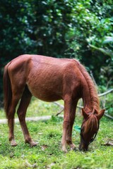 Fototapeta premium horse in the meadow