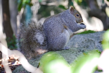 カナダにいる野生のリス