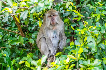 the macaque monkey waiting in tree