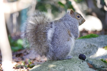 カナダにいる野生のリス