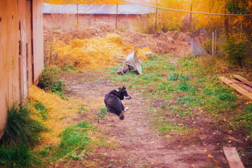 Old black shepherd dog walks in the courtyard in autumn