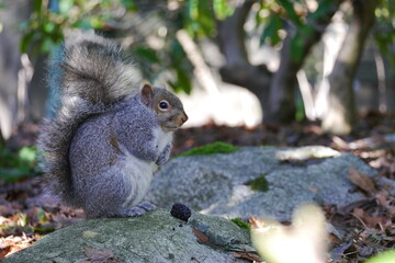 カナダにいる野生のリス