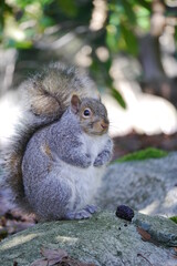 カナダにいる野生のリス
