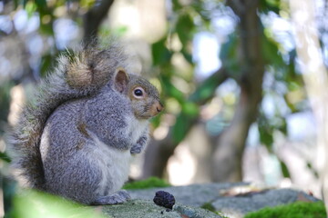 カナダにいる野生のリス