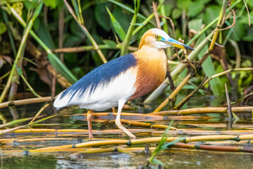 the great egret