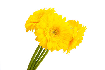 gerbera flower isolated