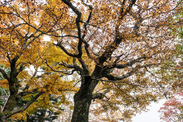 富士山吉田口登山道