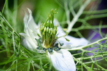 Jungfer im Gr&uuml;nen