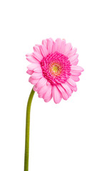 gerbera flower isolated
