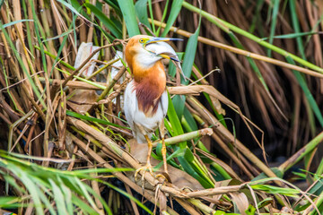 the great heron with his prey