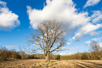 Big lonely oak stands against the spring sky