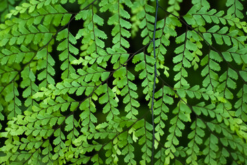 Detaild view of the green leaves of maidenhair fern (Adiantum Fragrans)