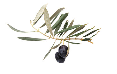 fresh olives with leaves isolated