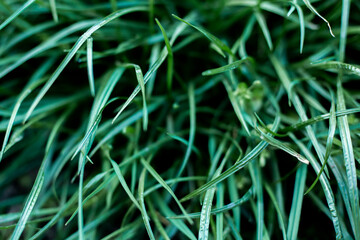 Fresh green grass background. Growth and prosperity concept.