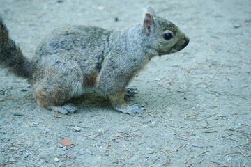 カナダにいる野生のリス