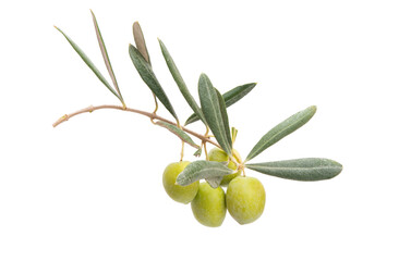 fresh olives with leaves isolated