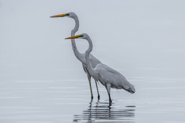 the great herons standing on water